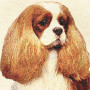 Gobelin decorative cushion design Cavalier King Blenheim