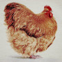 Cuscino gobelin disegno Gallo