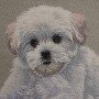 Gobelin decorative cushion with Poodle design