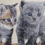 Cuscino gobelin disegno Gattini grigi