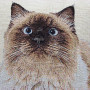 Gobelin decorative cushion with Lying cat design
